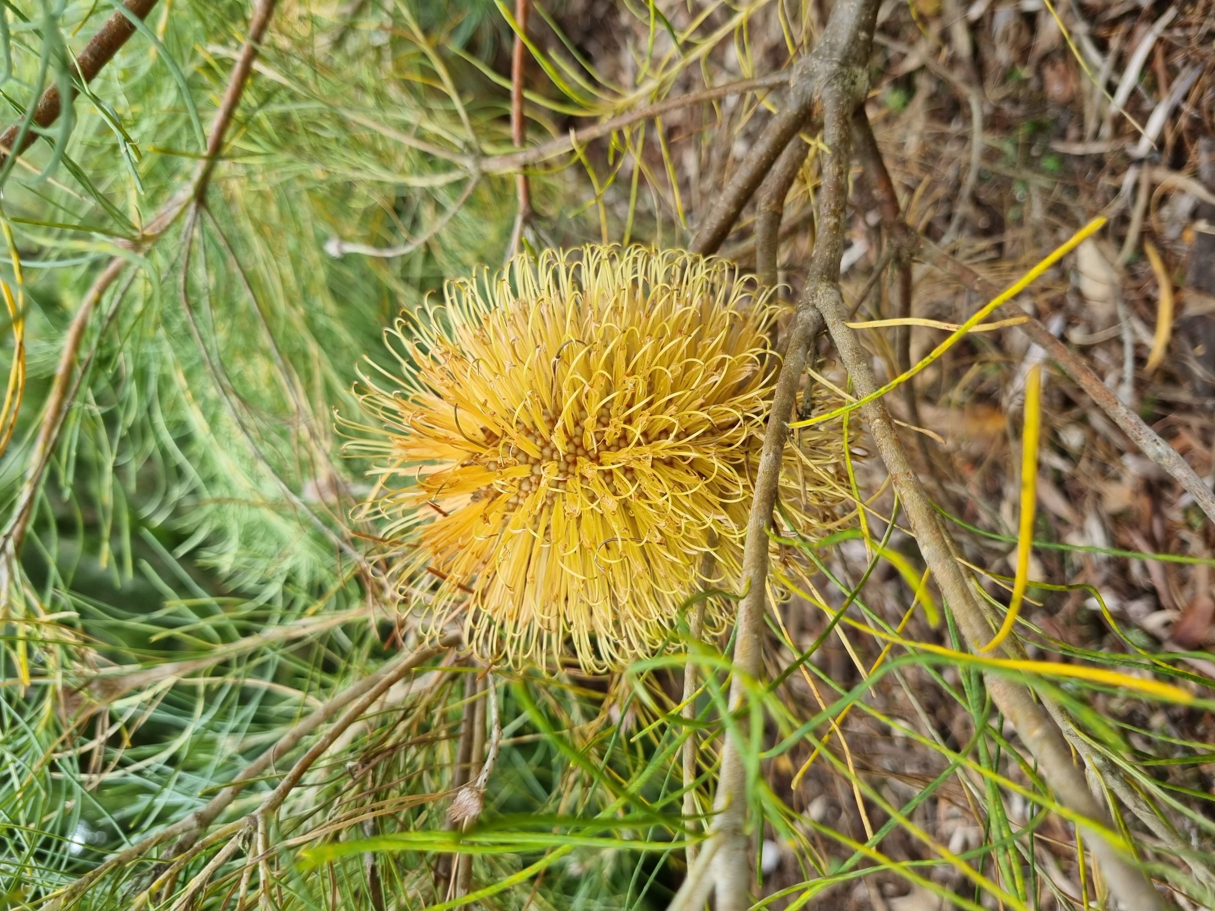 leptophylla var melletica